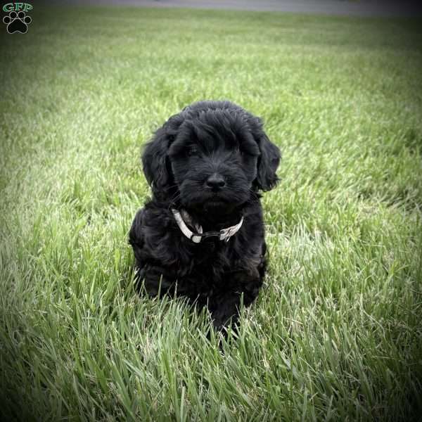 Raven, Mini Goldendoodle Puppy